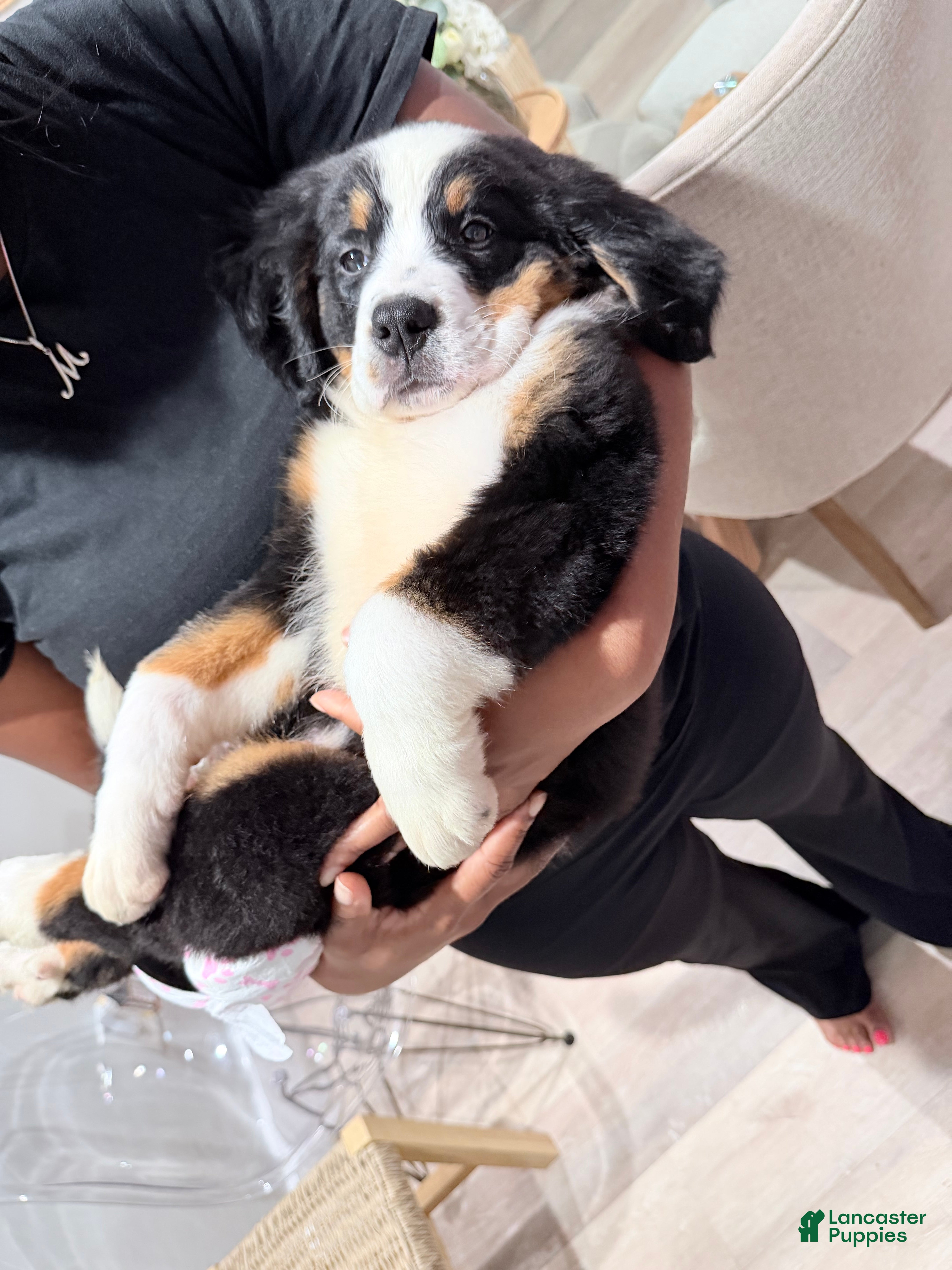 Bernese Mountain Dog dogs Bernese Mountain Dog 1 - Ad 1