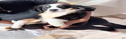 Bernese Mountain Dog dogs for sale: Bernese Mountain Dog 1 - Ad 1