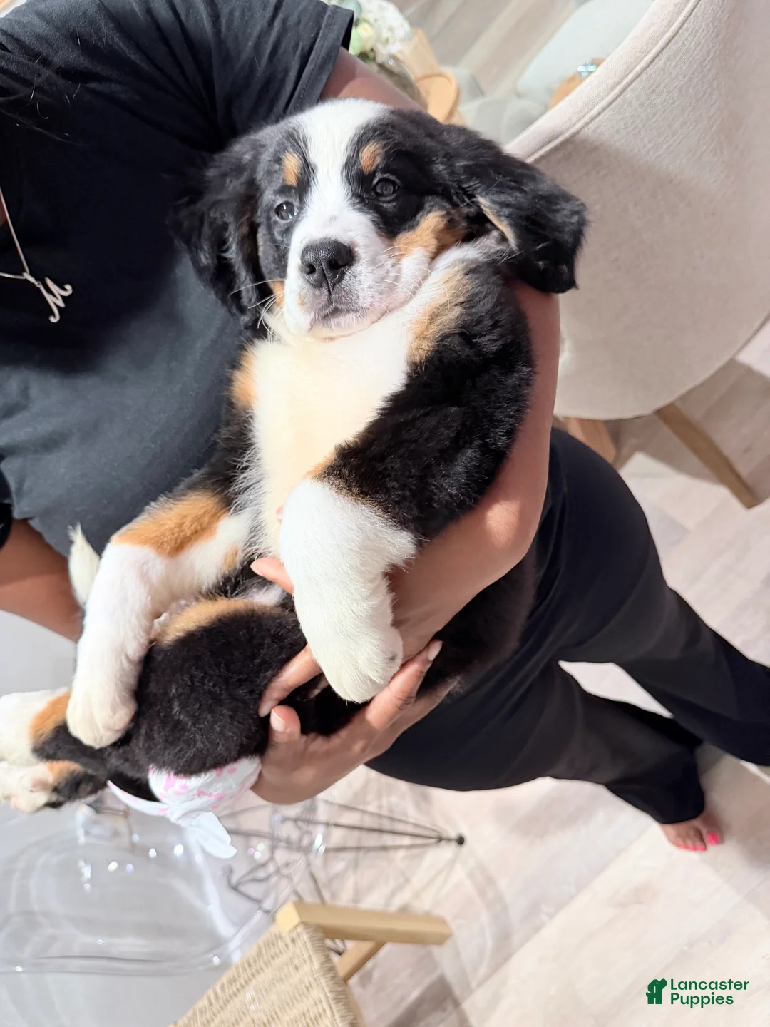 Bernese Mountain Dog dogs for sale: Bernese Mountain Dog 1 - Ad 1