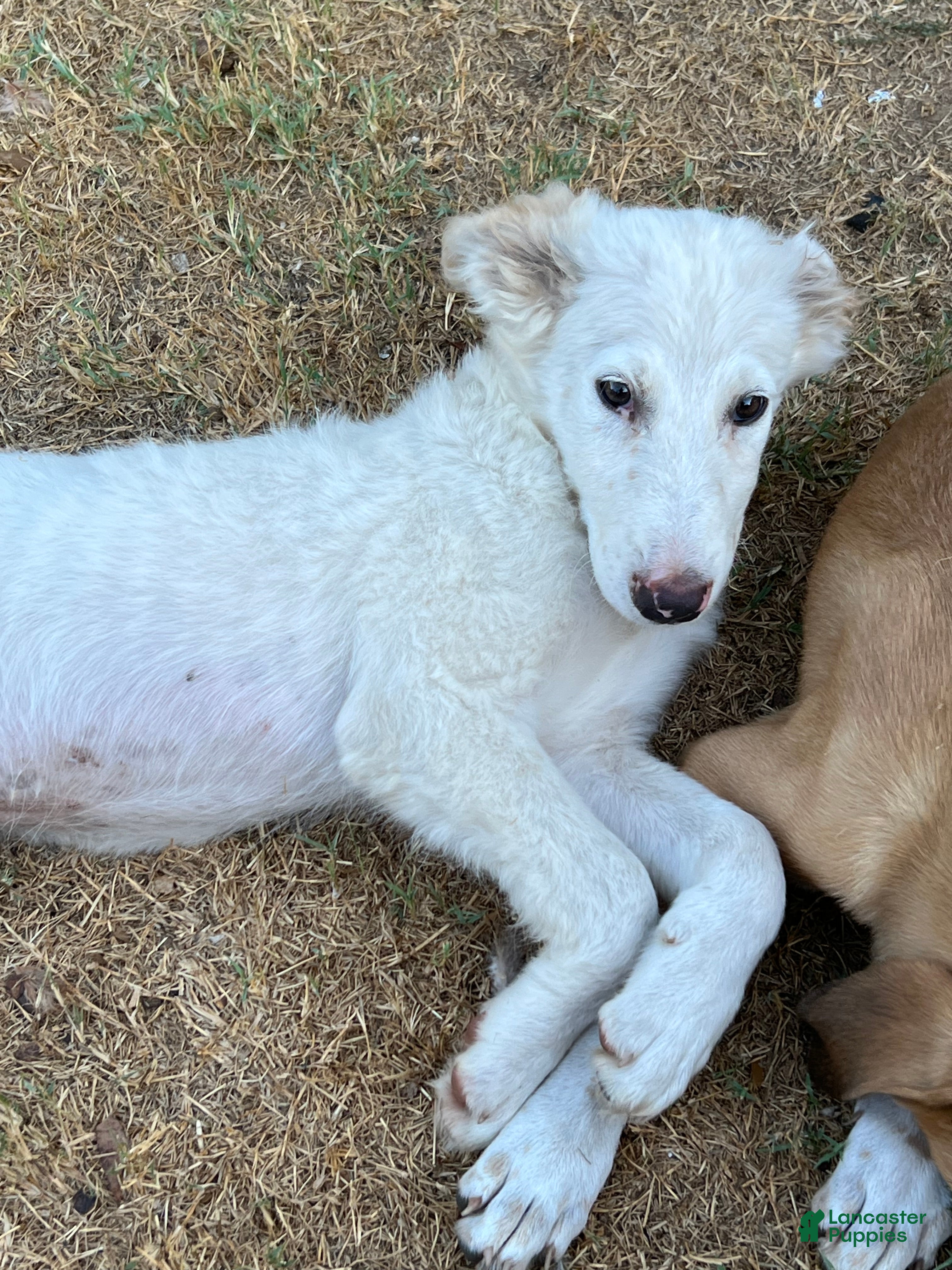 Mixed Breed dogs Marshmallow  - Ad 1