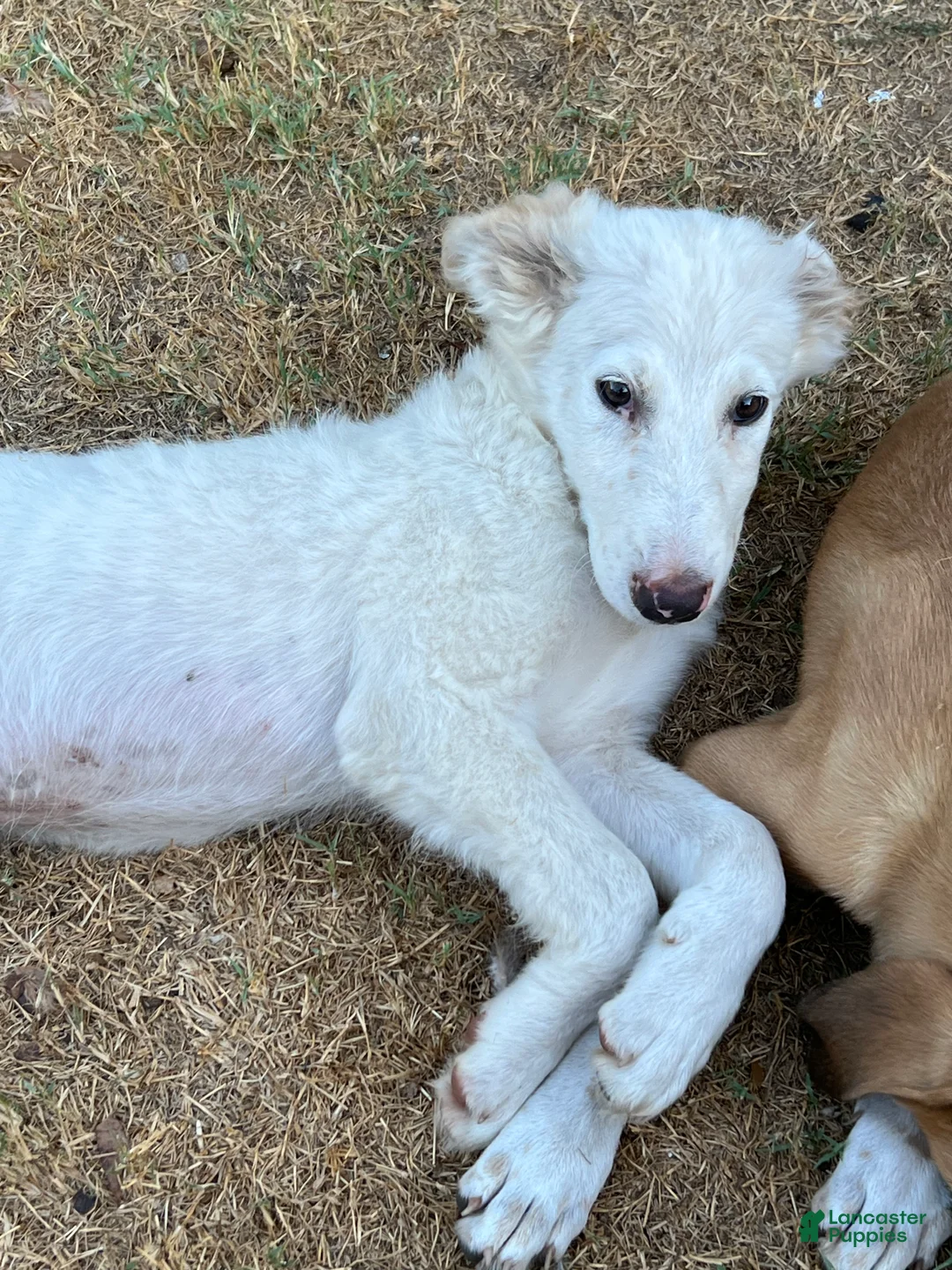 Mixed Breed dogs for sale: Marshmallow  - Ad 1