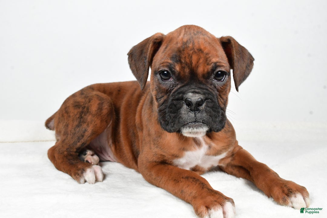 Boxer dogs for sale: Benji - Ad 4