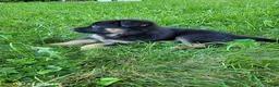 German Shepherd dogs for sale: Kali - Ad 3