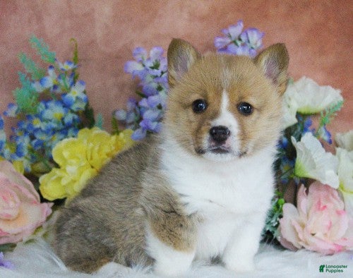 Welsh Corgi Pembroke dogs Benny - Ad 2