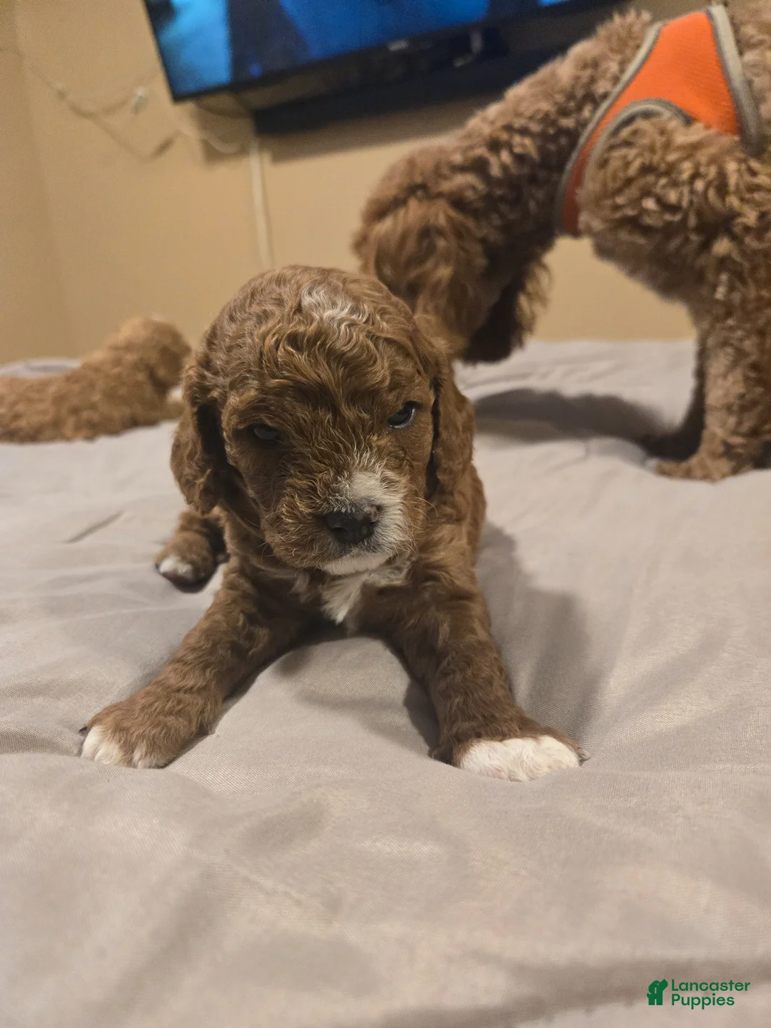 Cavapoo dogs for sale: Ryder (Puppy 2) - Ad 2