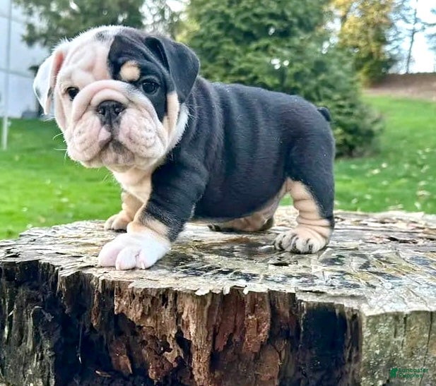English Bulldog dogs PHANTOM - TWO FACED BLACK TRI - DEILIVERY ALL USA! - Ad 13