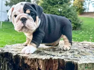 English Bulldog dogs PHANTOM - TWO FACED BLACK TRI - DEILIVERY ALL USA! - Ad 22