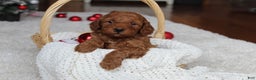 Cavapoochon dogs for sale: Malcolm - Ad 1