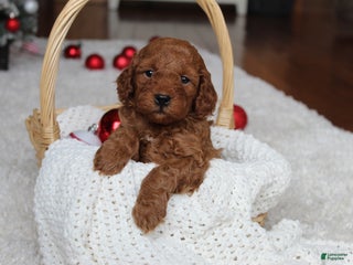 Cavapoochon dogs Malcolm - Ad 2