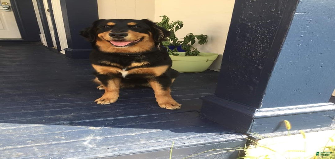 Gallery Image {{count}}