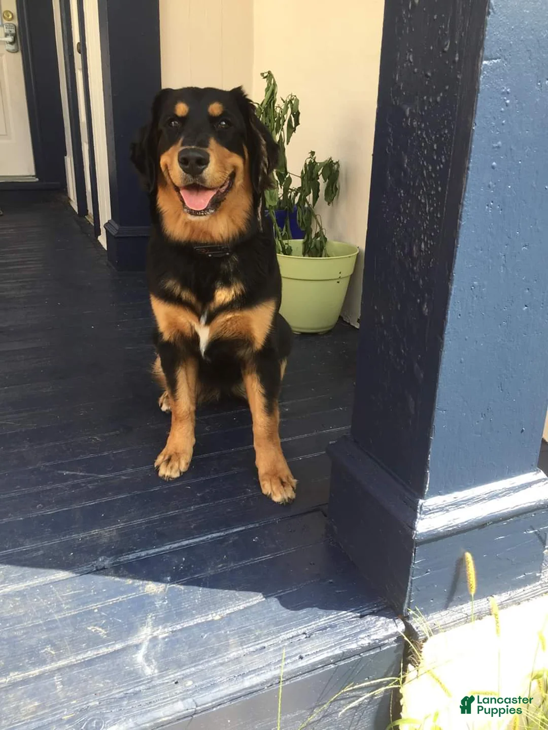 Gallery Image {{count}}