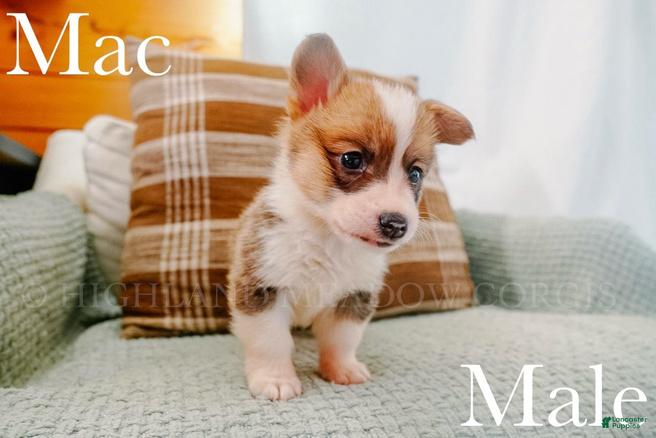 Welsh Corgi Pembroke dogs for sale: Mac - Ad 1