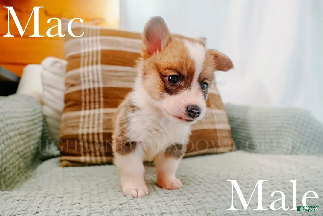 Welsh Corgi Pembroke dogs for sale: Mac - Ad 1