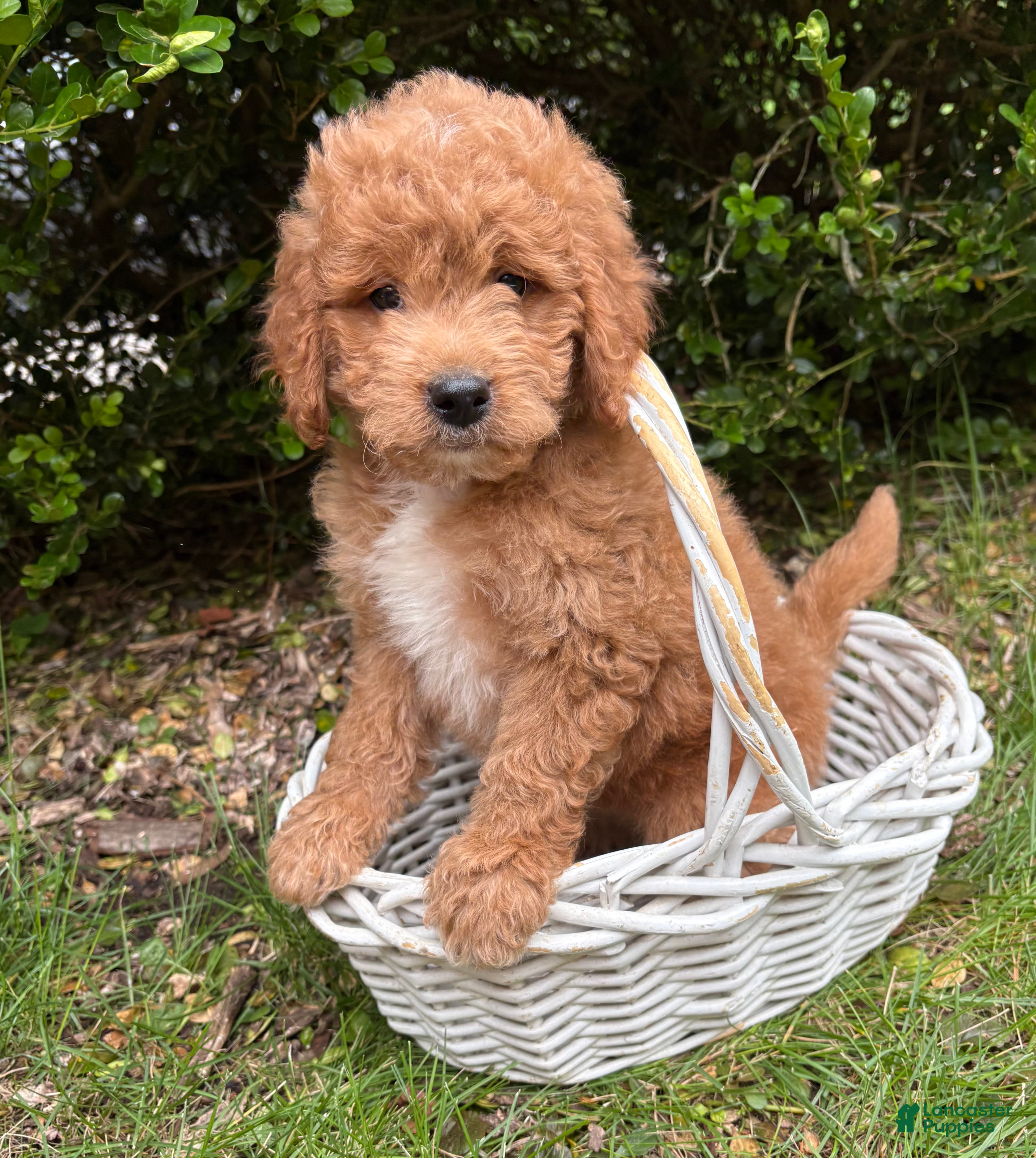 Mini Goldendoodle dogs Bennet - Ad 1