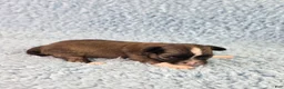 Chihuahua dogs for sale: AKC Basil - Ad 7