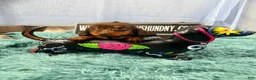 Miniature Dachshund dogs for sale: Champion bred long coat female - Ad 3