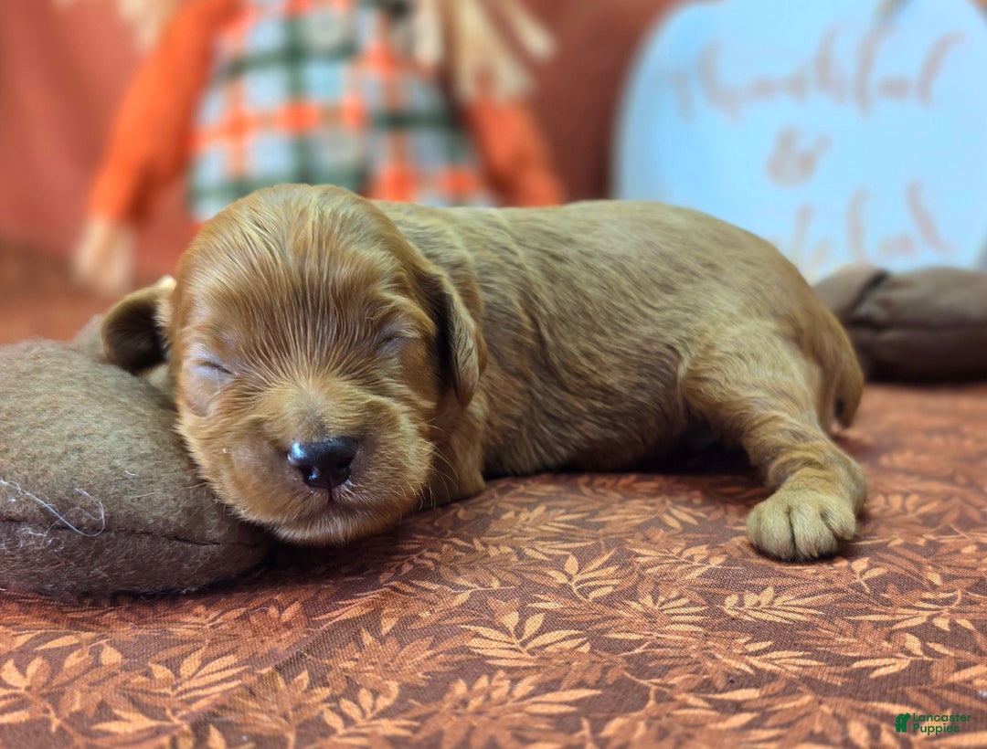 Cockapoo dogs for sale: Captain Dan - Ad 18