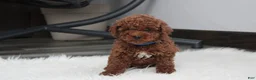 Toy Poodle dogs for sale: Abaro - Ad 10