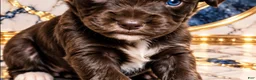 Miniature Schnauzer dogs for sale: Nacho - Ad 1