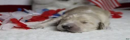 Golden Retriever dogs for sale: Focaccia  - Ad 8