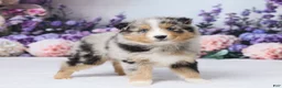 Australian Shepherd dogs for sale: Daisy - Ad 2