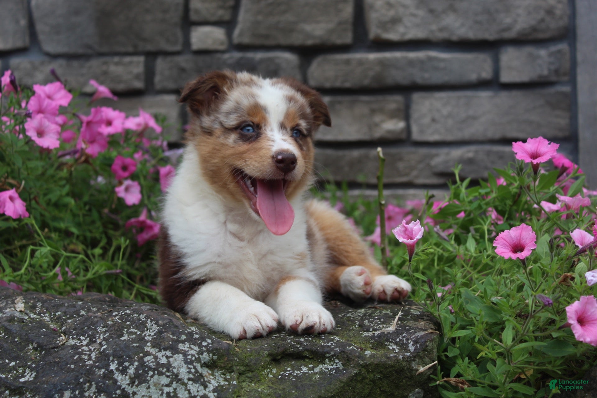 Australian Shepherd dogs Australian Shepherd 8 - Ad 1