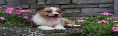Australian Shepherd 8