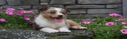 Australian Shepherd dogs for sale: Australian Shepherd 8 - Ad 1