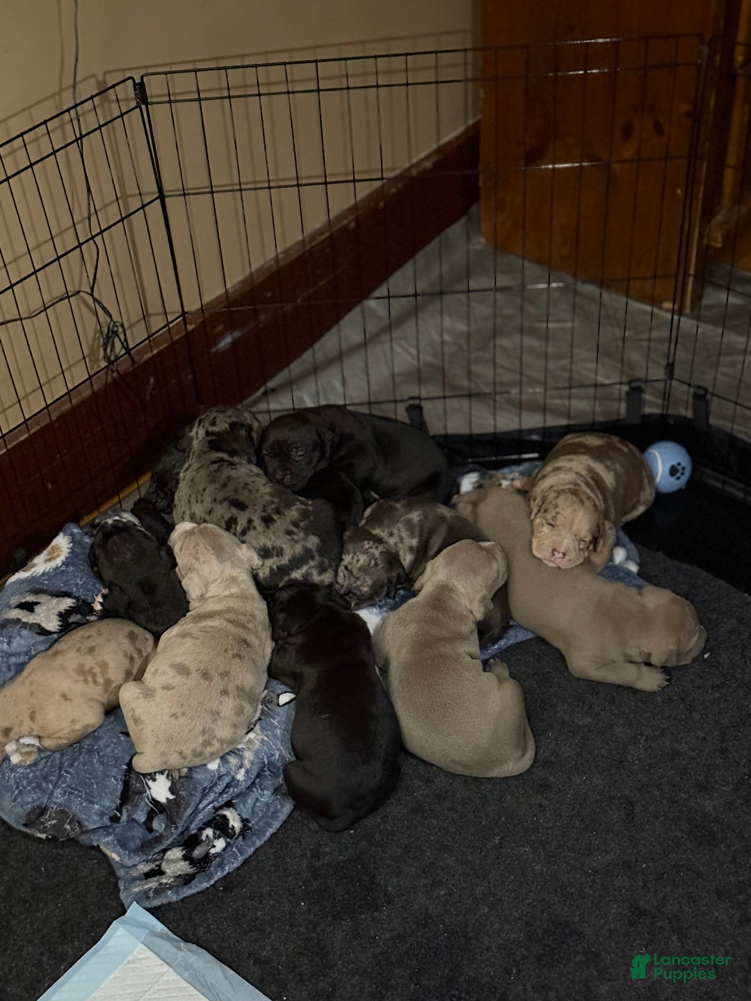 American Bully dogs for sale: King - Ad 14