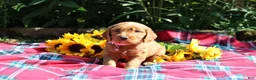 Mixed Breed dogs for sale: Posey - Irish Goldendoodle  - Ad 18