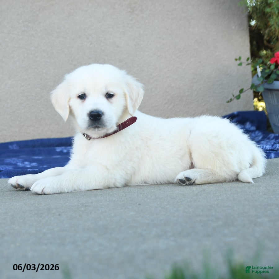 Golden Retriever dogs for sale: Freddy - Ad 2