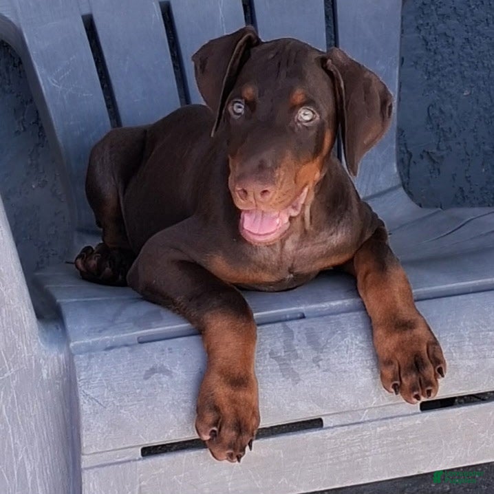 Doberman Pinscher dogs Doberman Pinscher Puppy 1 - Ad 1