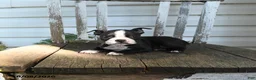 Boston Terrier dogs for sale: Clara - Ad 5