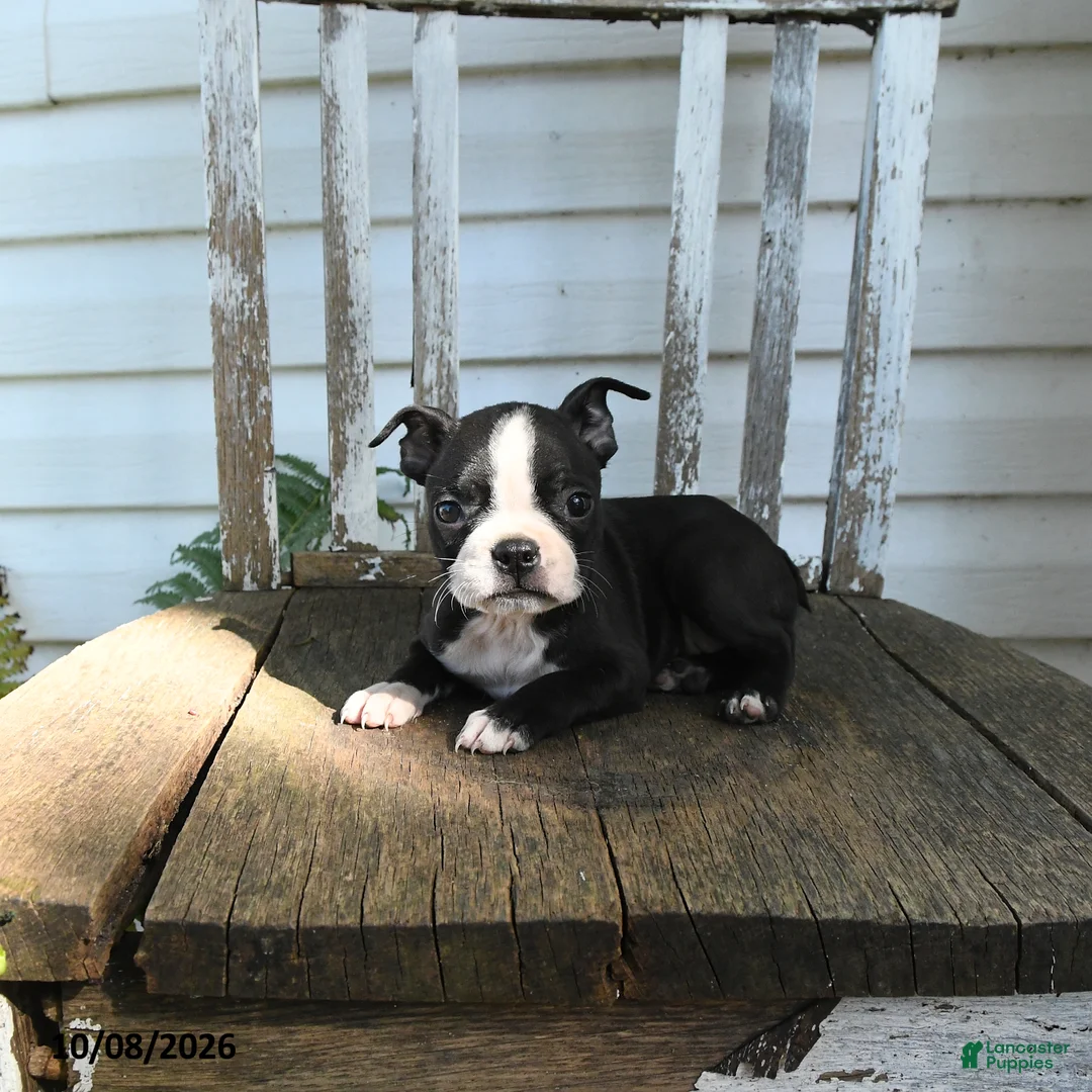 Boston Terrier dogs for sale: Clara - Ad 5