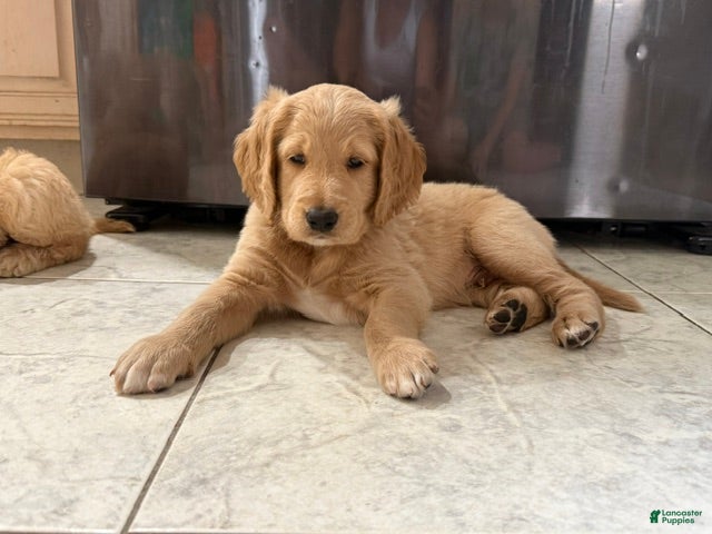 Goldendoodle dogs for sale: Micah - Ad 4