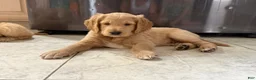 Goldendoodle dogs for sale: Micah - Ad 1