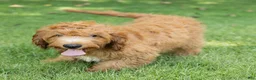 Cavapoo dogs for sale: Jasper Cavapoo  - Ad 4