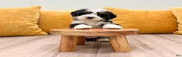 Mini Bernedoodle dogs for sale: Harmony - Ad 5