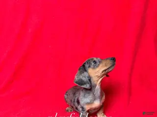 Miniature Dachshund dogs AKC dapple girl - Ad 1