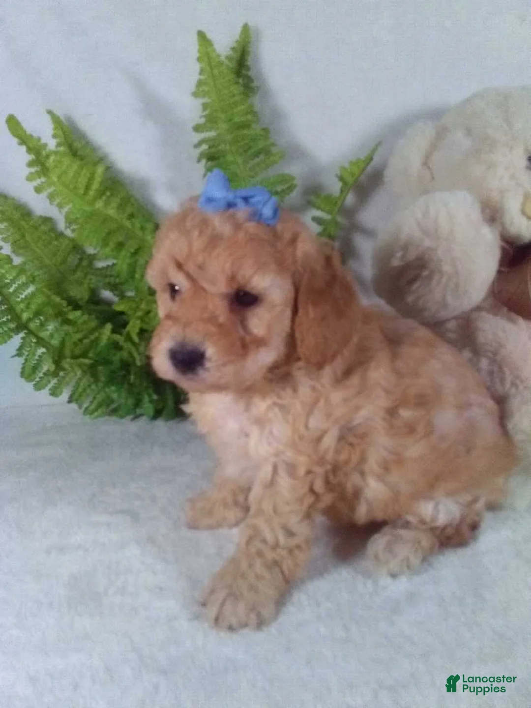 Bichpoo dogs for sale: Annie - Ad 5