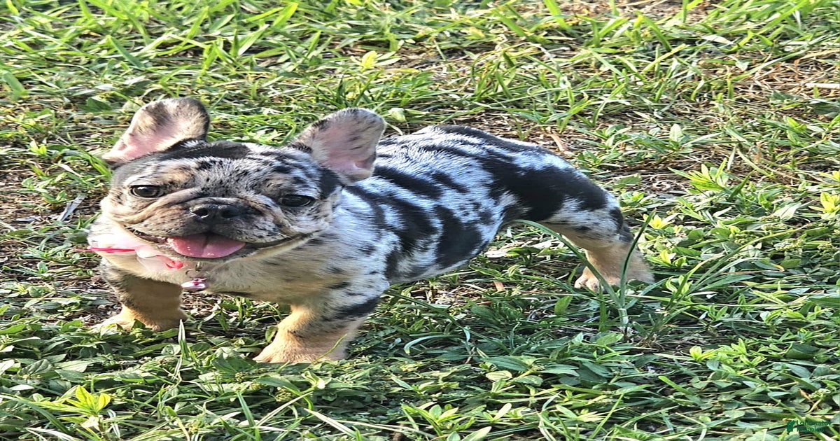 Merle French Bulldog Black With Blue Eyes Merle French Bulldog For