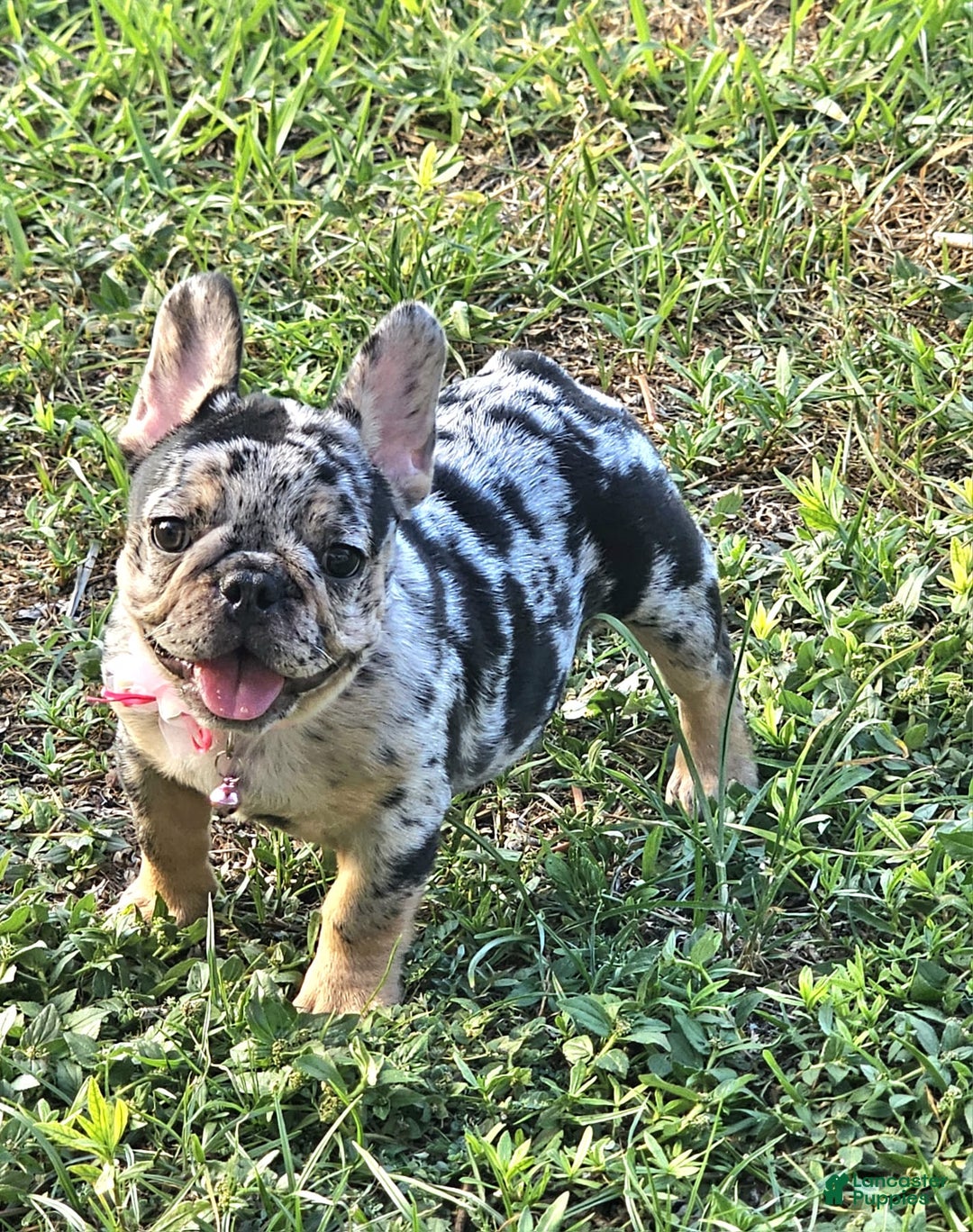 French Bulldog litter of puppies for sale in Miami Lancaster