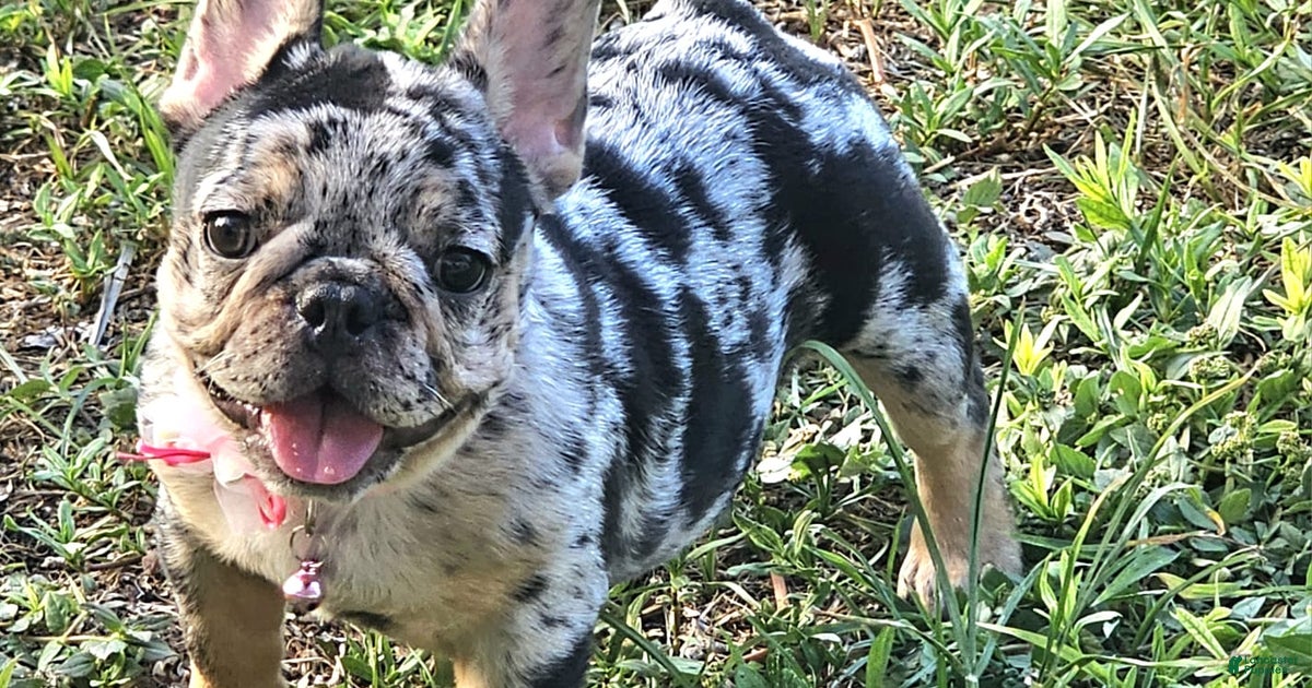 Merle French Bulldog Black With Blue Eyes Merle French Bulldog For