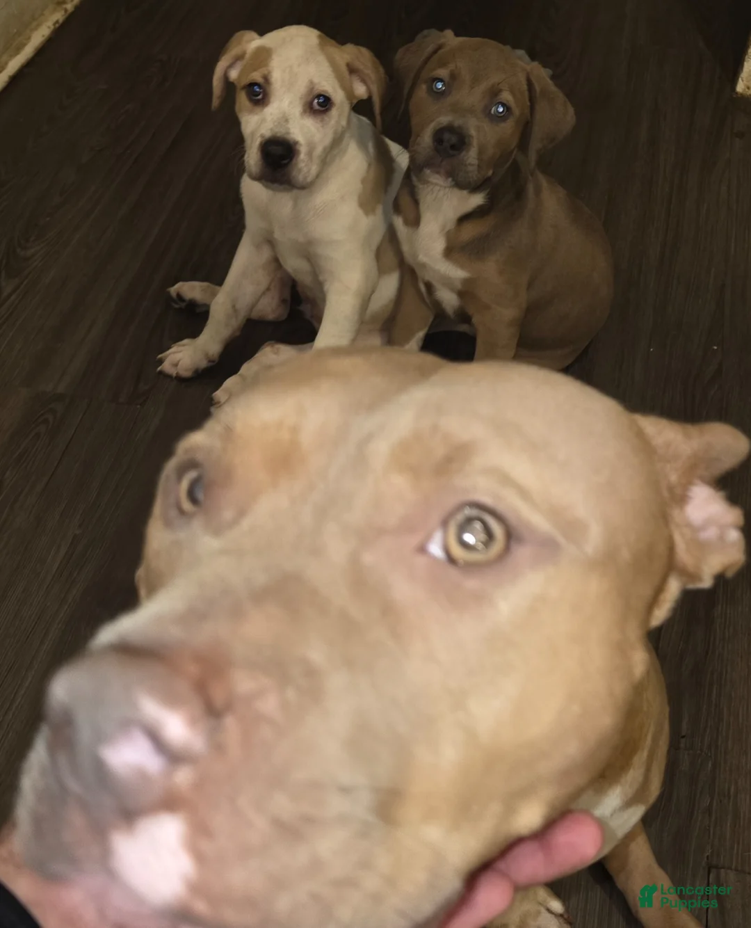 Mixed Breed dogs for sale: Mixed Breed Puppy 5 - Ad 2