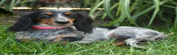 Miniature Dachshund dogs for sale: Ulysses - Ad 6
