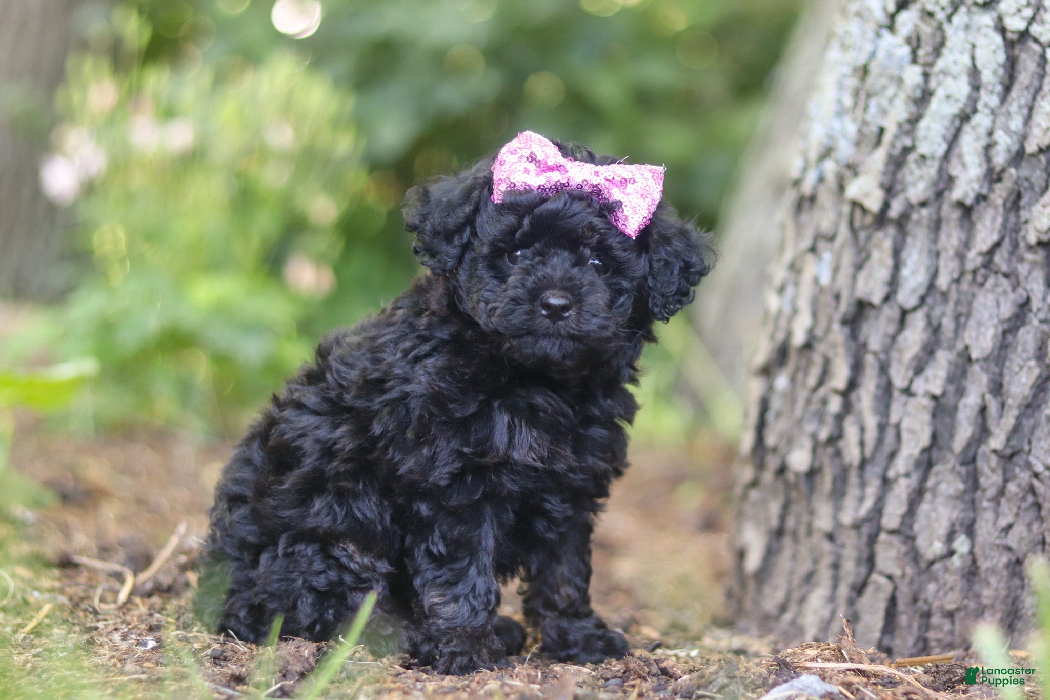 Miniature Poodle dogs April - Ad 2