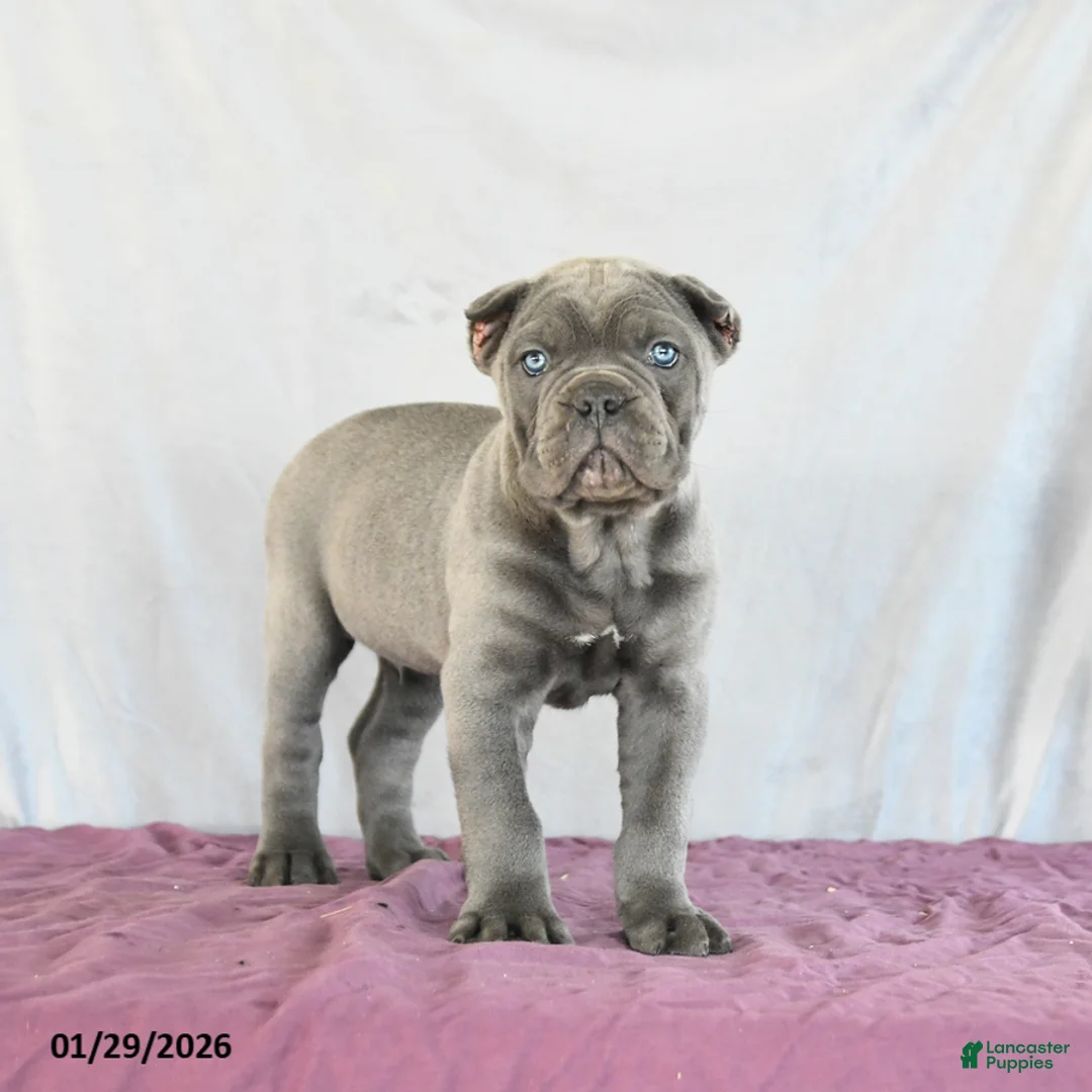 Cane Corso dogs for sale: Maverick - Ad 3