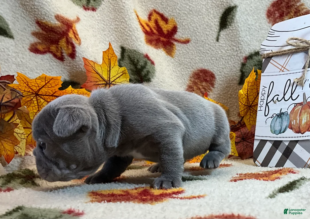 French Bulldog dogs for sale: River  - Ad 44