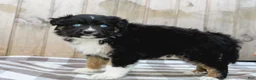 Australian Shepherd dogs for sale: Russel - Ad 7