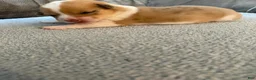 Mixed Breed dogs for sale: Cruz - Ad 6